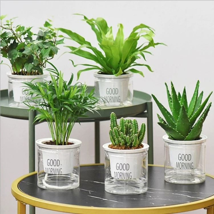 Fortune Tree Мини ленивый абсорбент в горшке Хороший цветок гардении мясистое гидропонное зеленое растение Крытый офис Завод алоэ вера