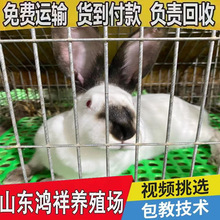 山东鸿祥厂家直供八点黑兔伊拉兔怀孕种兔包教技术农村养殖肉兔子