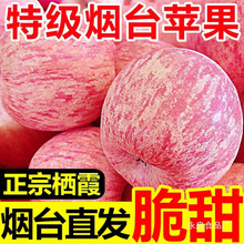 山东烟台苹果水果新鲜脆甜当季丑平果斤斤新果冰糖心凉批发