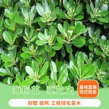 ��ͩ����ͥԺ�G����ͩ����G�h�ʇ�����ͩС�緼�����ļ�������B