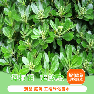 ��ͩ����ͥԺ�G����ͩ����G�h�ʇ�����ͩС�緼�����ļ�������B