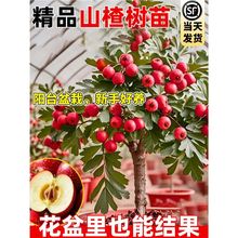 ɽ高ԴϱͥԺ̨ļNֲ箔Y