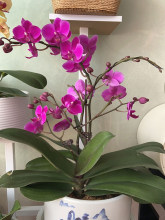 �辰�����X�z�X���P���X�z������@ˇ�F�z�����_�h�ɶ��ͅνz