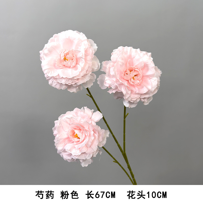 모란 핑크