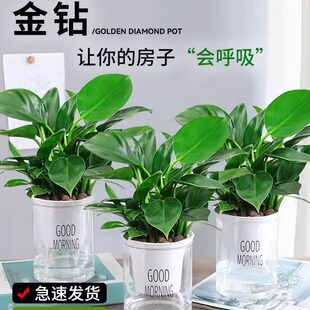 �������ֲ���K��荾G�}�jˮ����~�Gֲ�����k���҃ȑ��˺��B����