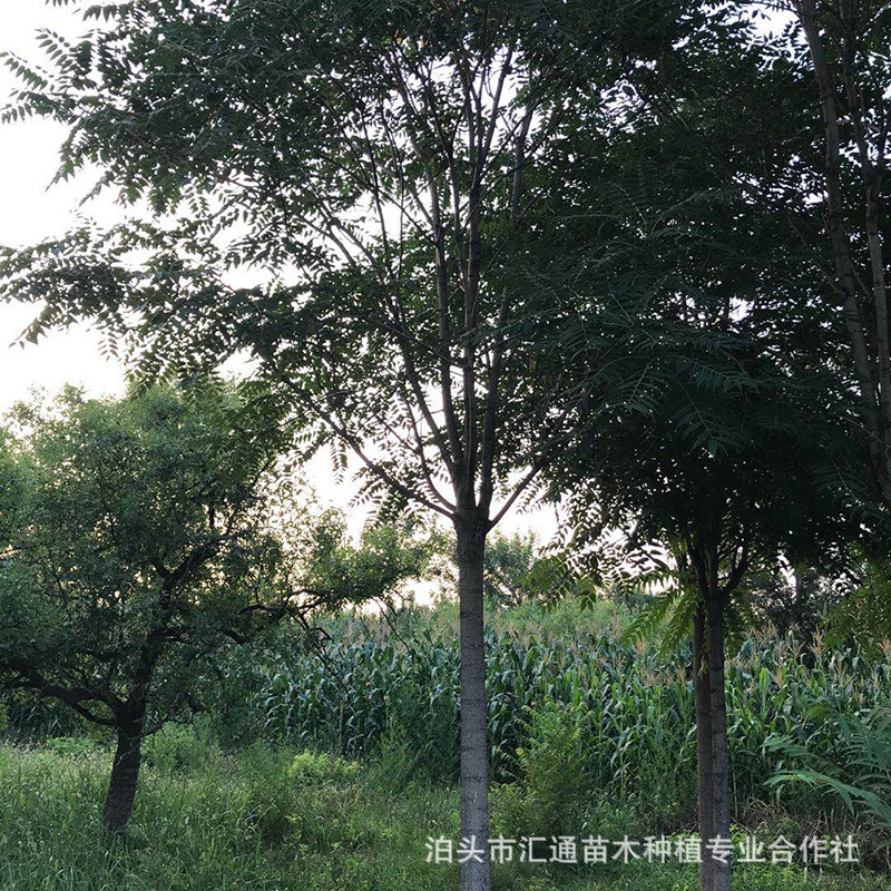 椿树 工程绿化苗木椿树 椿树苗 大棚露天可种植 香椿树 椿树-阿里巴巴