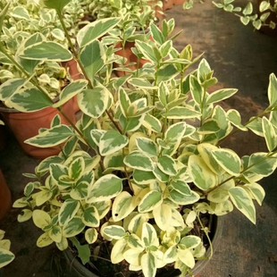 907 supply flower vine Changchun 20-50cm long potted seedlings color leaf vine category