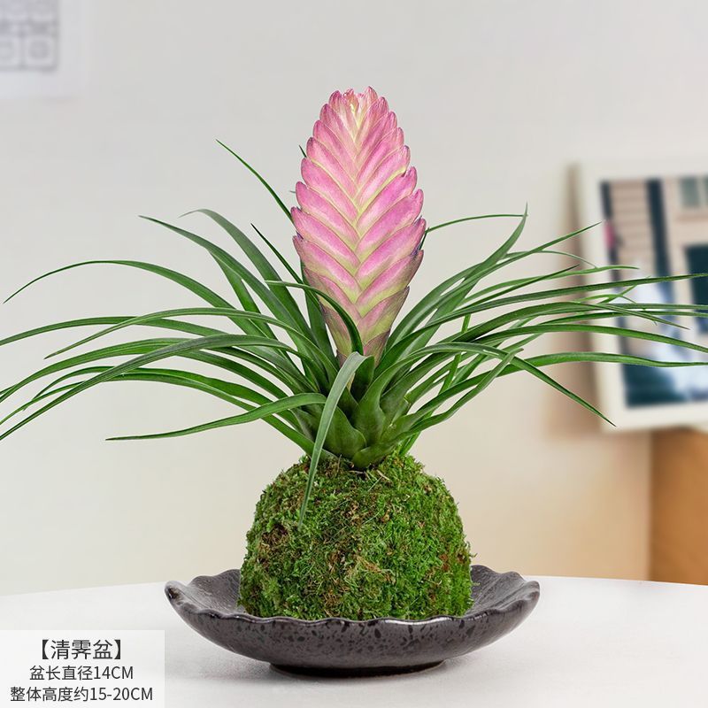 兰花紫花客厅凤梨植物桌面办公室室内绿植净化盆栽空气四季带花