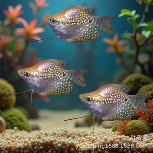 �����R�����~���B�ͻ����Ͳ�������ˮ�~���w����Ꭷ�~�^�p�~���l