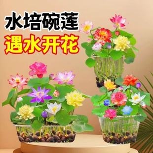 Wholesale Open Lotus Seeds, Lotus Seeds, Water Lily Seeds, Four-Season Hydroponic Plants, Water Lilies, Lotus Seeds, Non-Bowl Lotus Seeds