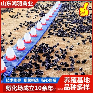 �����J��Ʒ�N�u �G���J��ĸ�uÓ��һ������  �J�����u