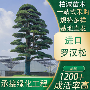 ���f���M���_�h����ľ���̾G����ľ�@�ֻ��ܲ�ُ����ͥԺ�쾰��