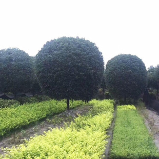 lƷߗU𻨘䵤߷֦ͥԺeGֲ𻨘