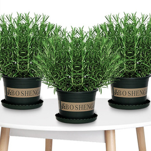 �Ե������Կ�ʳ��ֲ����������ţ���ú��൰���b������þGֲ