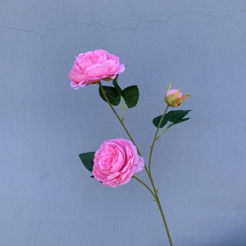 3 Foreign peonies-rose pink