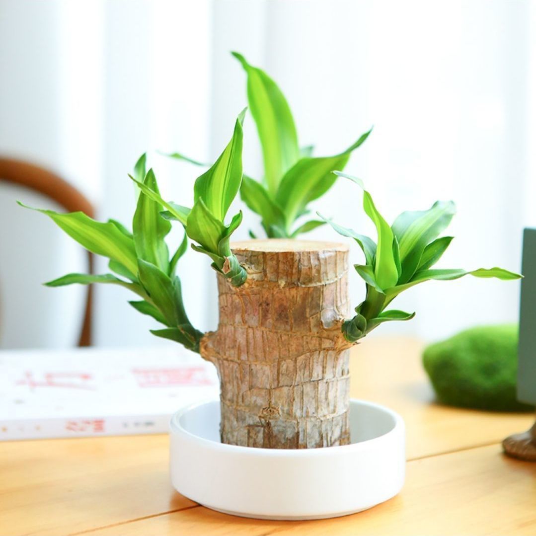 6- 7cm [발아 가능] 브라질우드 + 흰색 화분