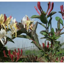 �^�p�Լtɫ��ʽ��y�� ��ʼtɫ���y������ �G�������ļ����y��