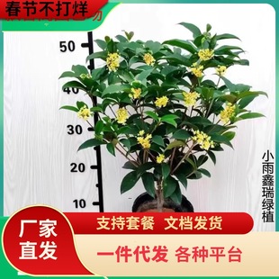 һlļ𻨘ͺ̨𵤹ͥԺϘͻ