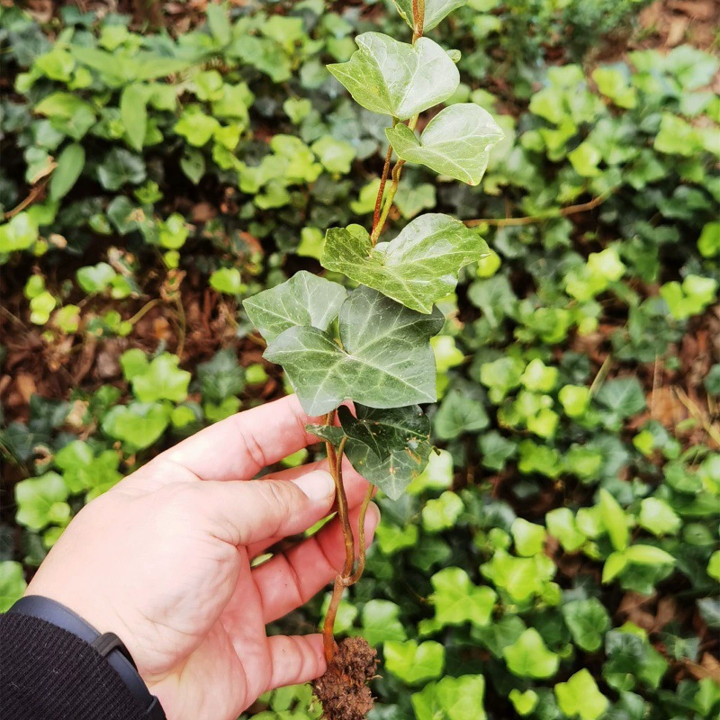 Оптовая четырехсезонная вечнозеленая саженцы лозы плюща вечнозеленая лоза плюща защита склонов инженерных саженцев