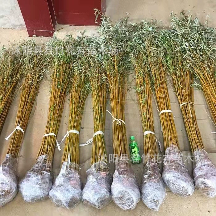 Плачущая ивы рассада Зеленая кожа Ива Золотая ива Быстрорастущая ивы рассады ивы двор дороги земля оккупации проект озеленение рассады