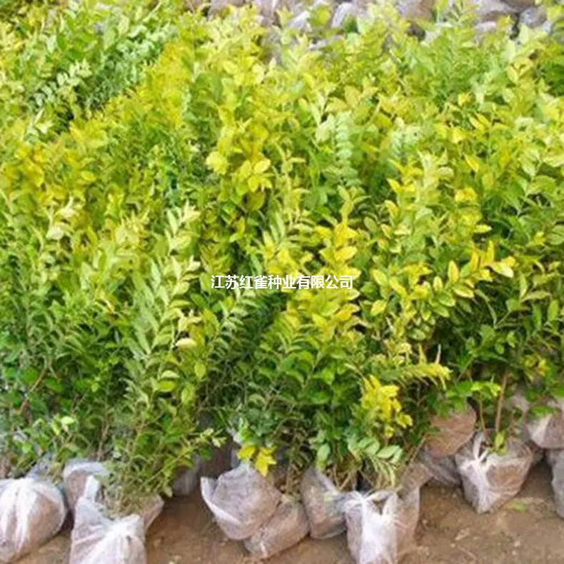 Саженцы сусального Ligustrum lucidum, саженцы из живой изгороди во дворе, проект по озеленению, саженцы цветных блоков оптом сусальное золото Ligustrum lucidum