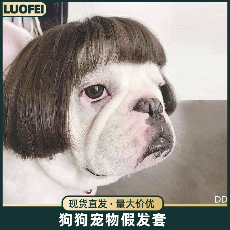 Домашние животные парики взрываются головы