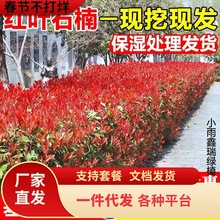 һlt~ʯ骘ļͥԺGֲGľֲﶬGh