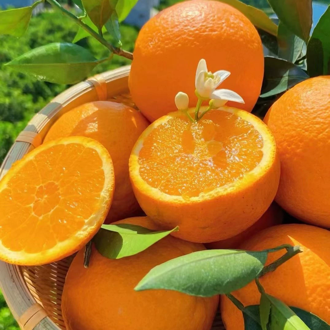 Оранжевые плоды сорта Навел из Хубэй Цзыгуилунь, поздний урожай, весенние апельсины, свежие сладкие апельсины, только что собранные и отправленные, не апельсины Гань Нань, не апельсины «желе», не ароматные сладкие апельсины.