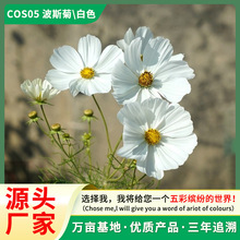 ɣNӰɫļNҰMϲ˹҃ͥԺ׻ԷN