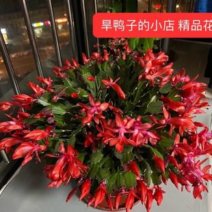 Crab Claw Orchid Multi-Color Potted Plant with Pot and Buds with Roots Indoor Balcony Florals Can Be Grafted with Double Petals and Blooming Gankun