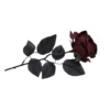 Dark burgundy rose