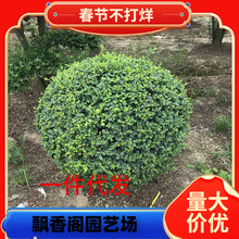 һ������СҶŮ�������ҶŮ���̻���ͥԺ����С���ļ�����������