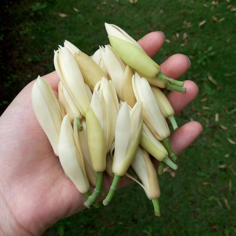 白兰花树苗正宗嫁接白兰花苗 白玉兰黄桷兰黄兰盆栽地栽浓香花卉