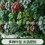植物仿真龟背叶造景绿植