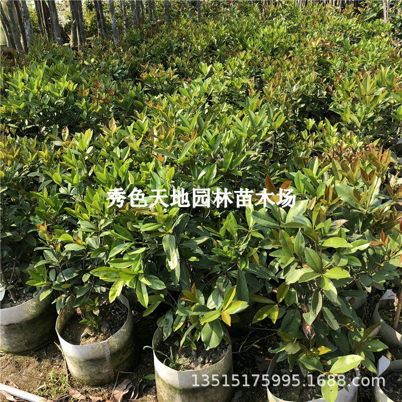 巴西甜樱桃苗大果黑玫瑰樱桃树苗阳台盆栽南北方种植果树苗带土叶