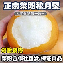 山东莱阳秋月梨自家果园现摘现发丰水梨当季水果整箱礼盒一件代发