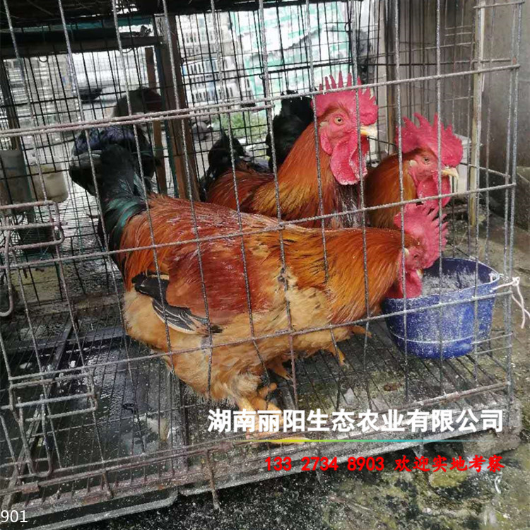 出售k9鸡苗快大型肉鸡苗笨鸡苗另有青脚麻肉鸡苗九斤黄鸡苗良凤花