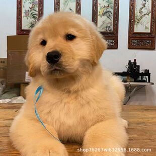 ���N��ë��Ǽ�ɳ������~�t��ɐی����혼��B��HȮ���w����