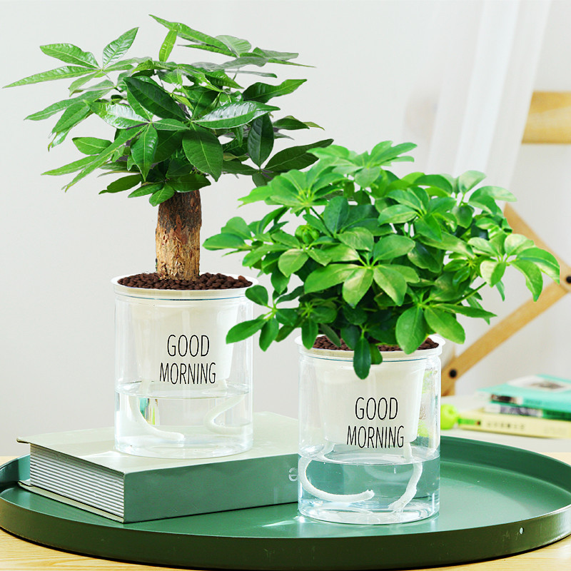 árboles ricos pequeñas plantas de maceta flores verdes plantas de oficina absorción de formaldehído árboles hidropónicos de bambú de lapis verde buena alimentación maceta