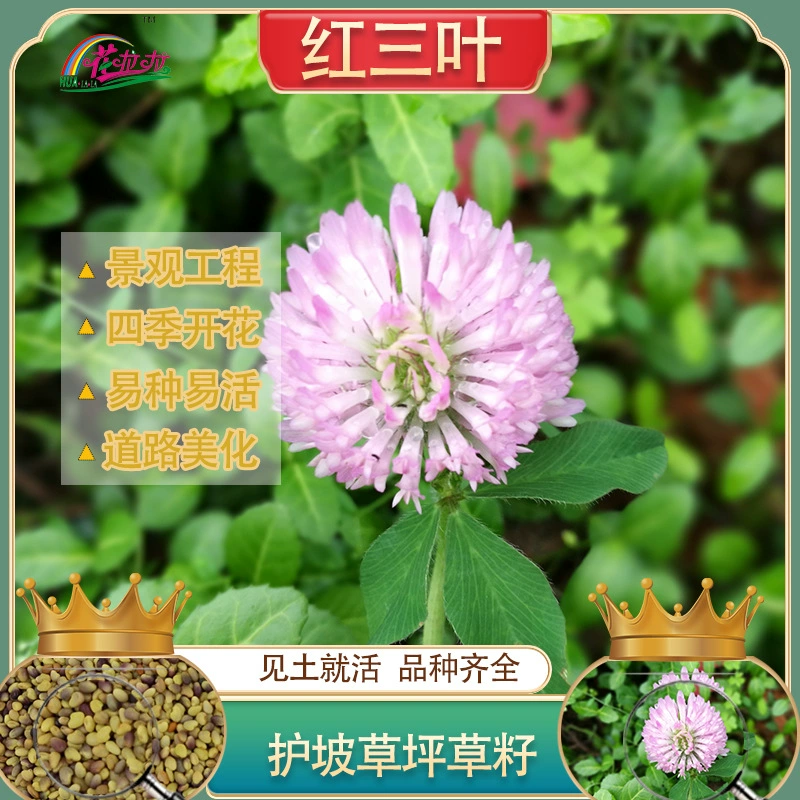 Многолетние семена газона Семена красного клевера Проект защиты склонов Озеленение Четыре сезона Вечнозеленые семена Семена красного клевера