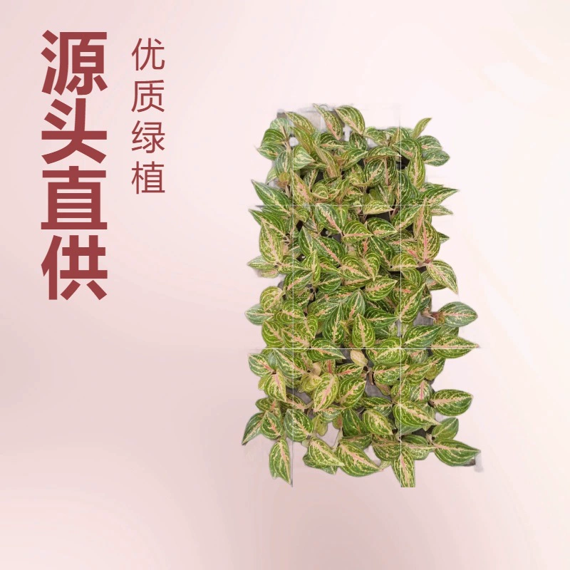 Производители культур растительных тканей поставляют комнатные зеленые растения, толстостебельную траву, золотой порошок, интересные садовые цветочные рассады оптом в домашних офисах.