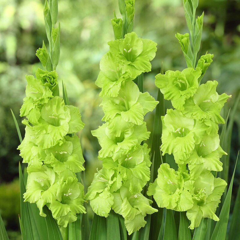 Gladiolus Seed Bulbs Gladiolus Thirteen Taibao Easy to Grow Heat-Resistant Perennial Garden Ground Potted Cut Florals