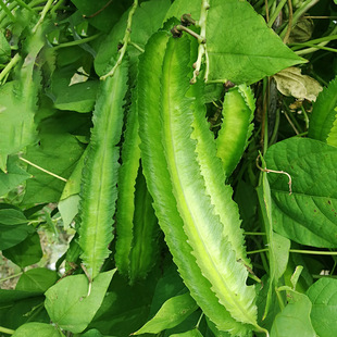 ���ⶹ�N�������ĽǶ��ᶹ���Ҷ������S�߲˷N���ļ��׷Nֲ�r�Ҳ�