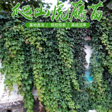 爬山虎爬藤植物三叶五叶爬山虎苗大苗阳台庭院耐寒耐热四季易成活