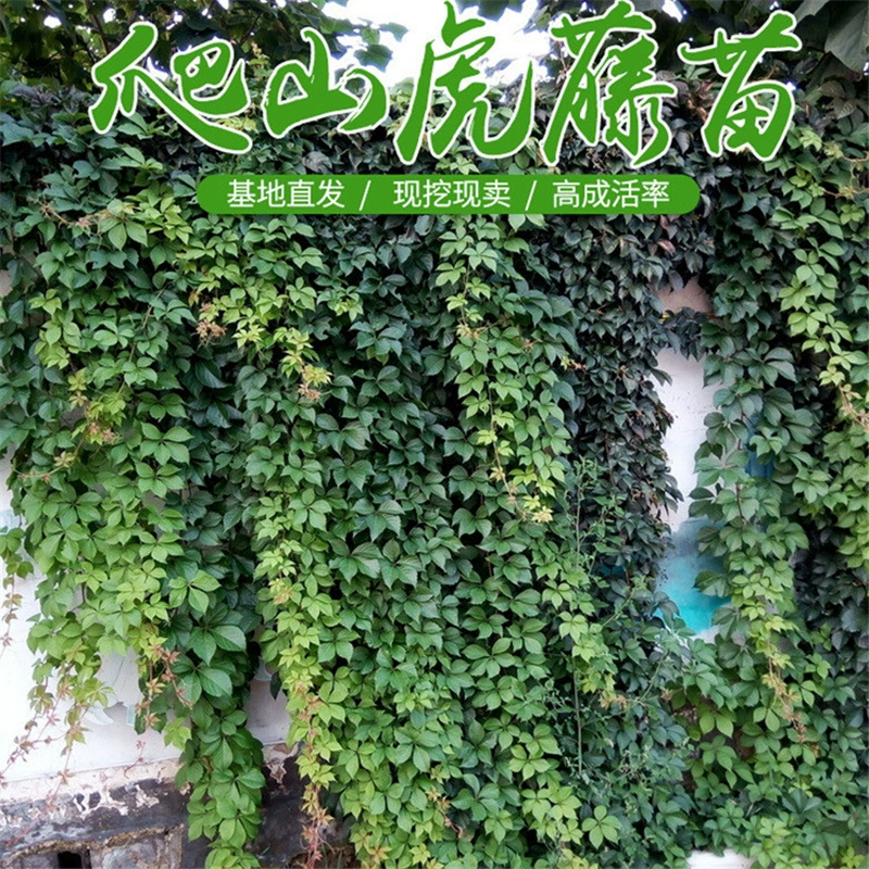 Лыга-партеноцисс, растение трехлистовая пятилистовая рассада лианы большие саженцы балкон двор морозостойкая термостойкость Четыре сезона легко выжить