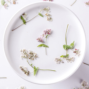 Buckwheat Flower Natural Real Flower Plant Specimen DIY Drop Glue Embossed Mobile Phone Shell Nail Art Photo Face Decoration Photo Frame