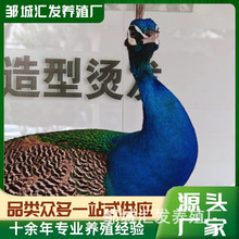 厂家养殖孔雀活体 纯种蓝白孔雀活体 观赏成年孔雀 大尾巴开屏
