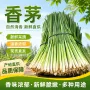 食用新鲜商用原料香茅草
