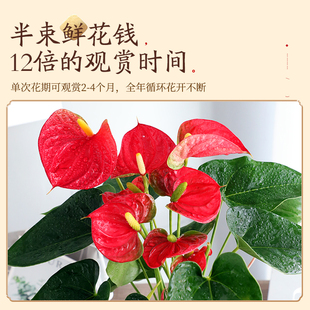 Anthurium Potted Large Potted Flower Plant Indoor Green Plant Is Good for Feeding Good Luck and Blooming in All Seasons. Jingjin Xiao
