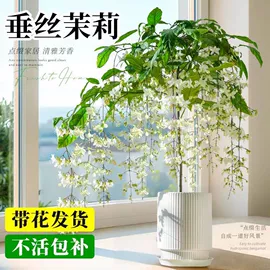 盆栽;灌木;种子